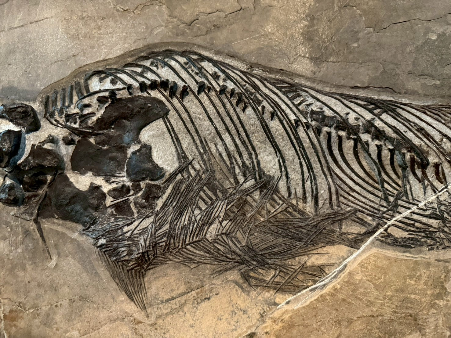 109 CM - Mixosaurus Fossil | Complete Triassic Marine Reptile