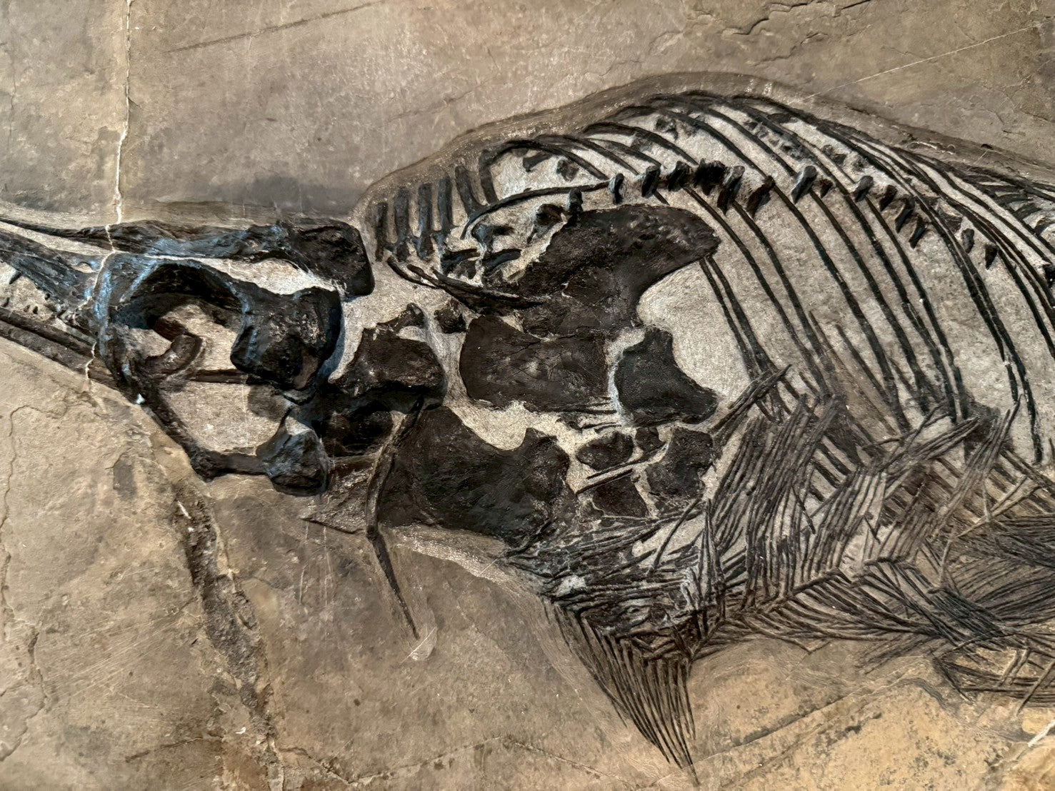 109 CM - Mixosaurus Fossil | Complete Triassic Marine Reptile