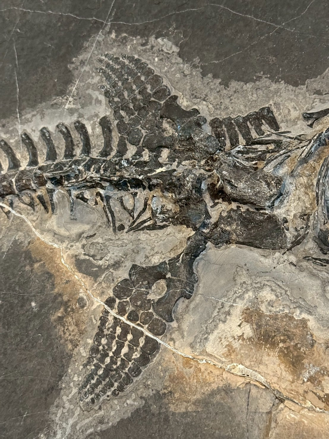 124CM - Mixosaurus Fossil | Complete Triassic Marine Reptile