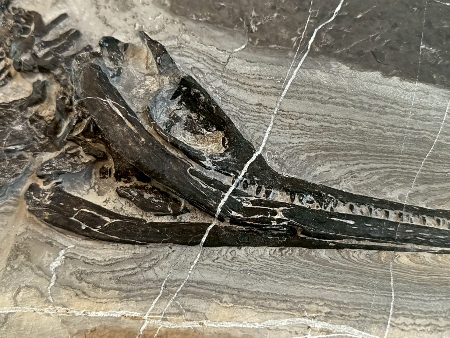 124CM - Mixosaurus Fossil | Complete Triassic Marine Reptile