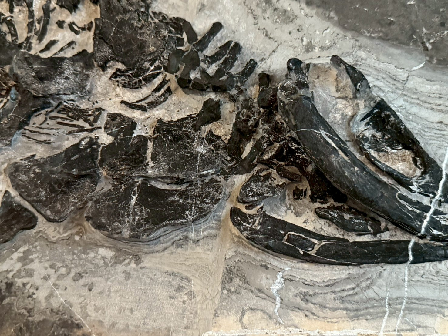 124CM - Mixosaurus Fossil | Complete Triassic Marine Reptile