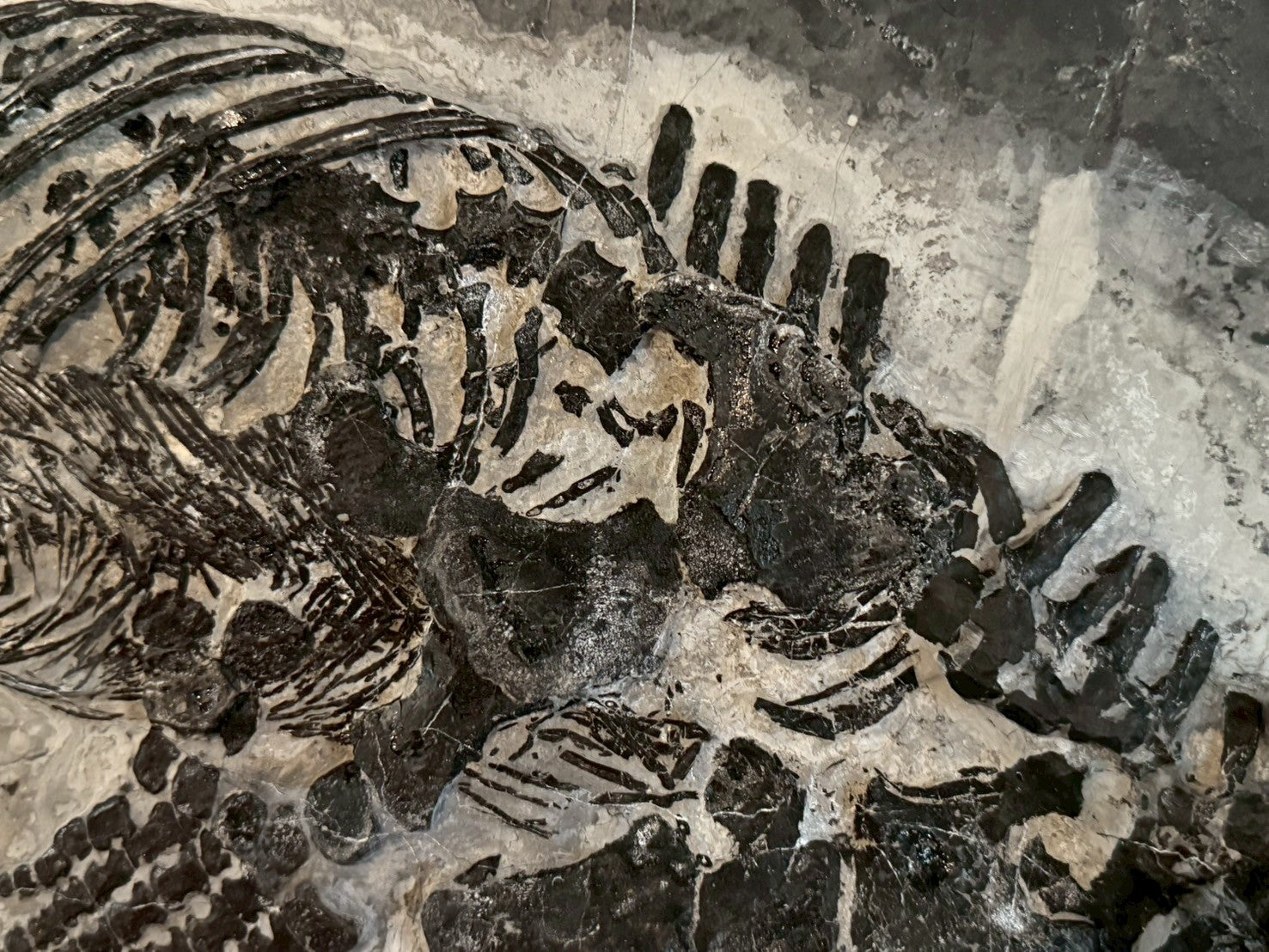 124CM - Mixosaurus Fossil | Complete Triassic Marine Reptile