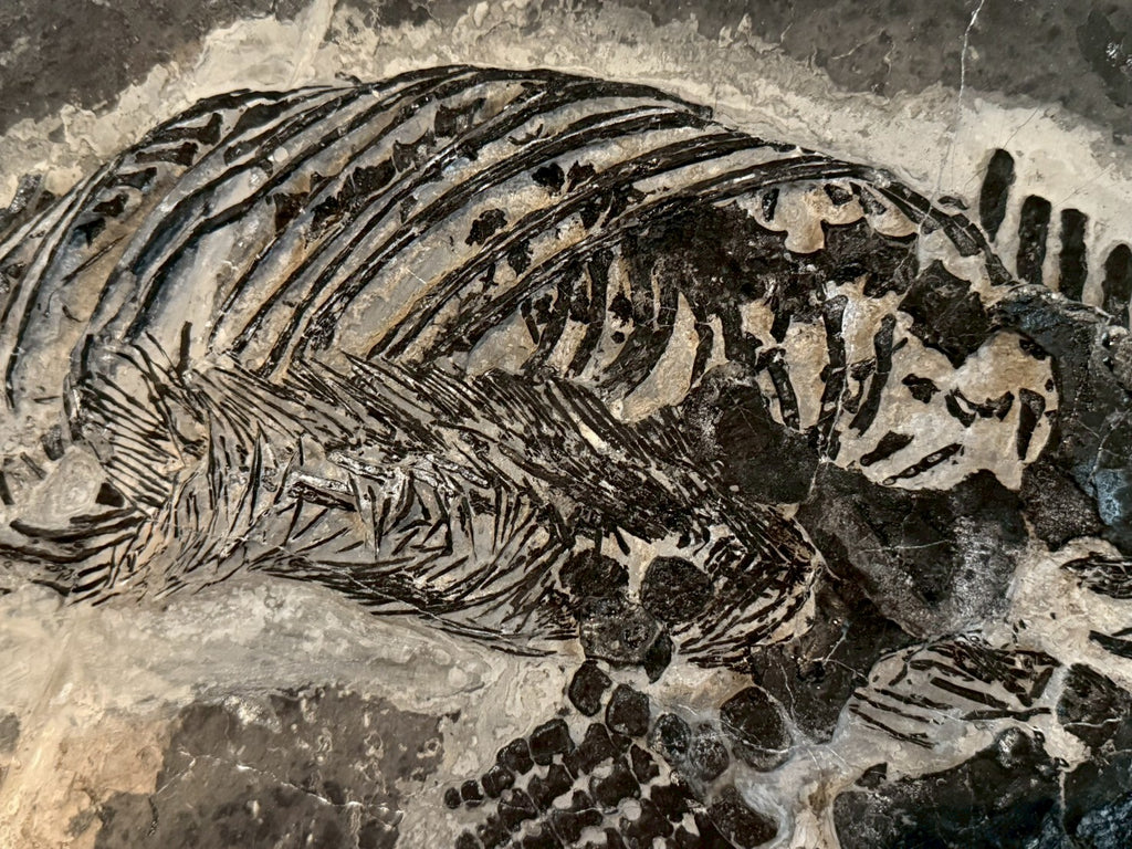 124CM - Mixosaurus Fossil | Complete Triassic Marine Reptile