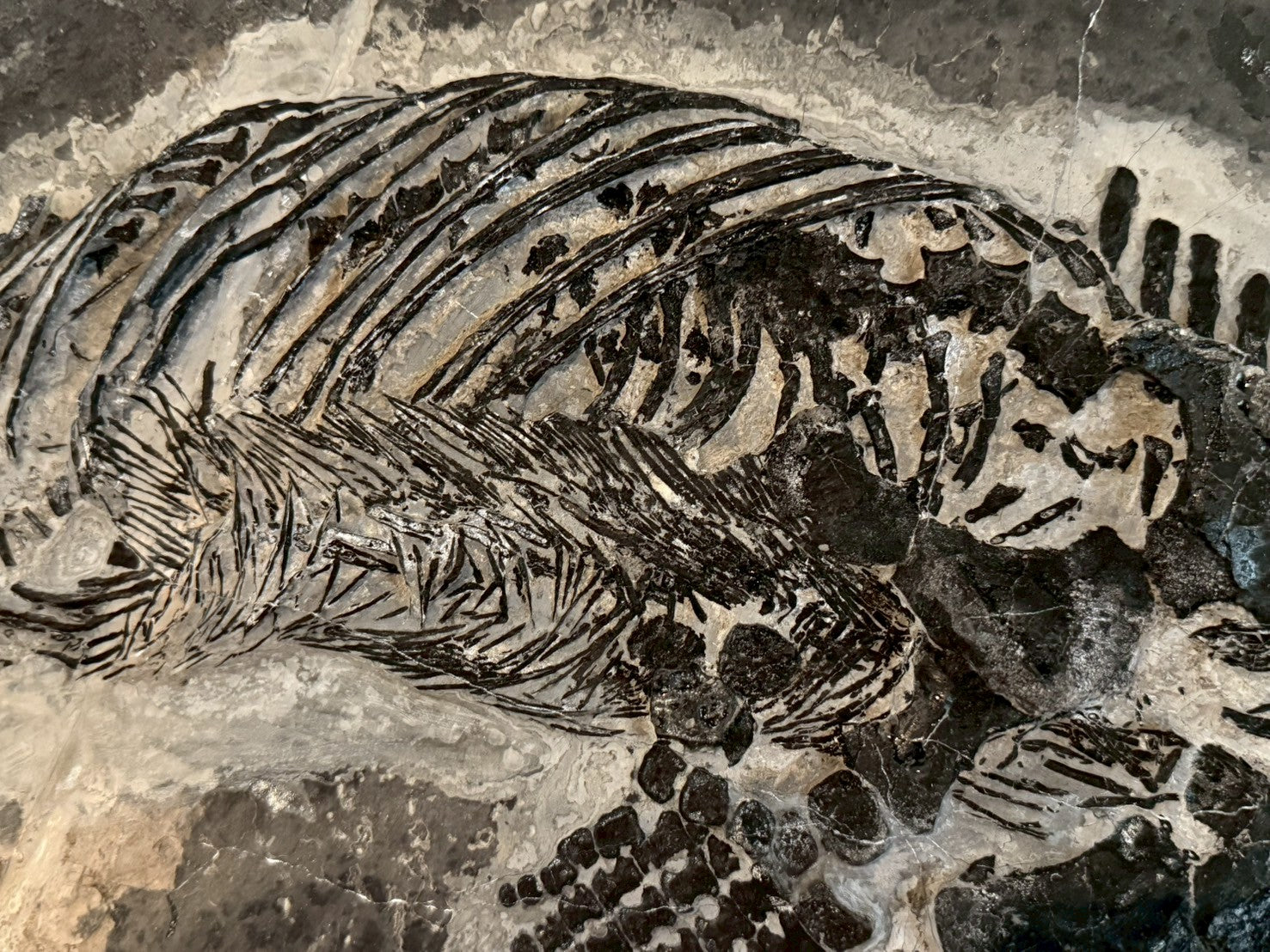 124CM - Mixosaurus Fossil | Complete Triassic Marine Reptile