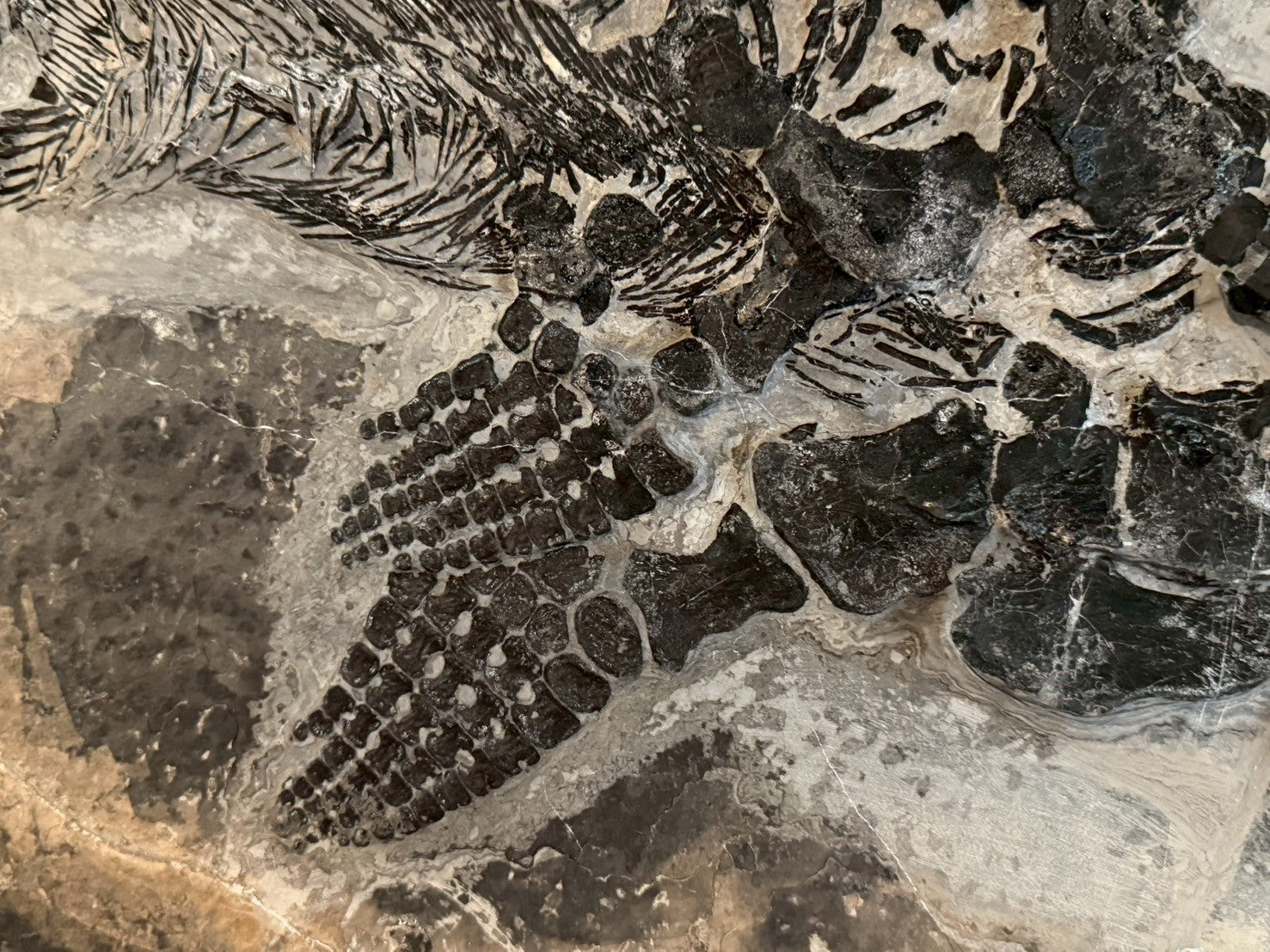 124CM - Mixosaurus Fossil | Complete Triassic Marine Reptile