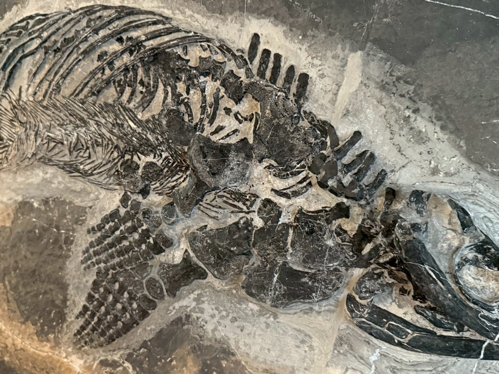 124CM - Mixosaurus Fossil | Complete Triassic Marine Reptile