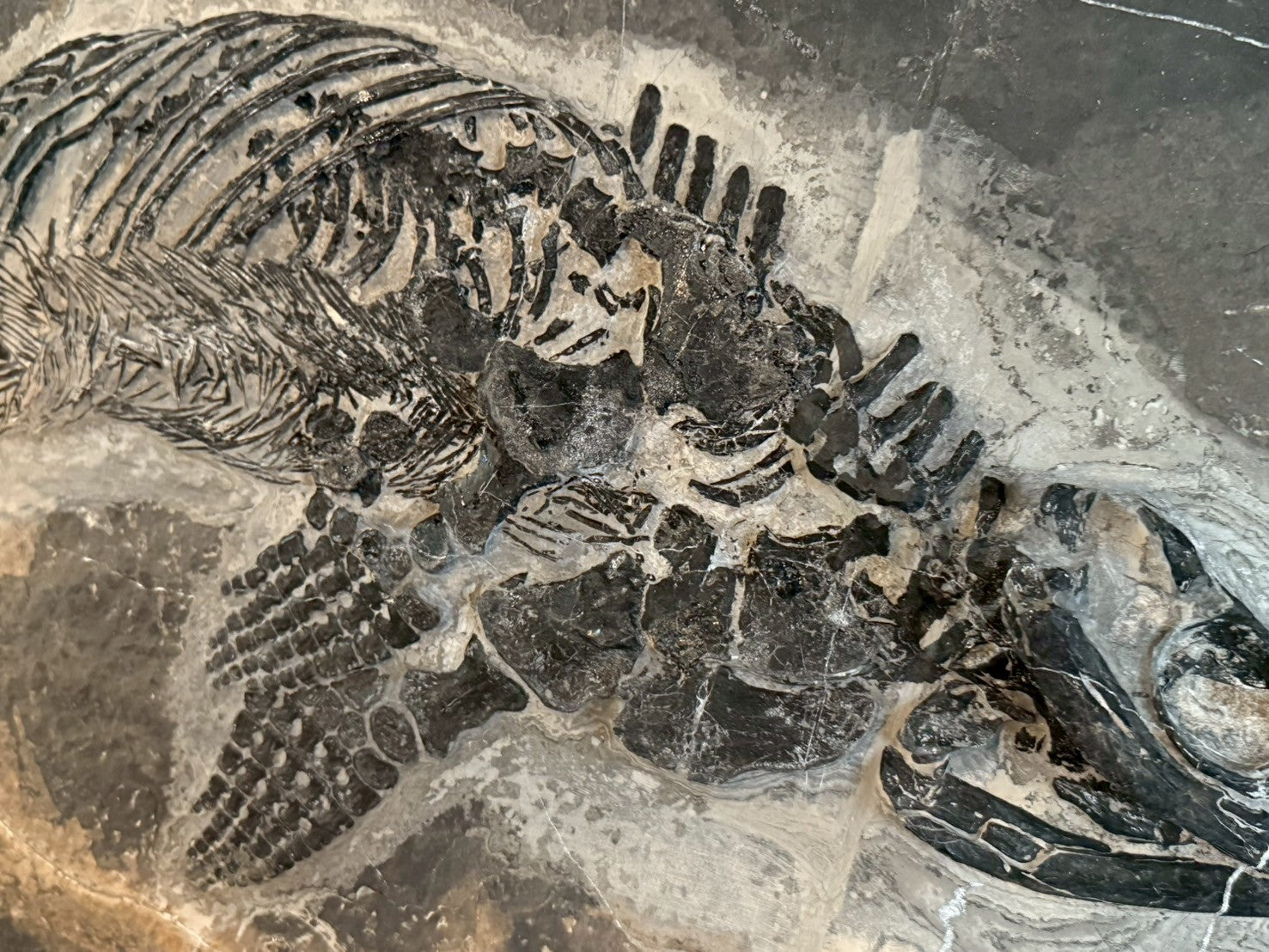 124CM - Mixosaurus Fossil | Complete Triassic Marine Reptile
