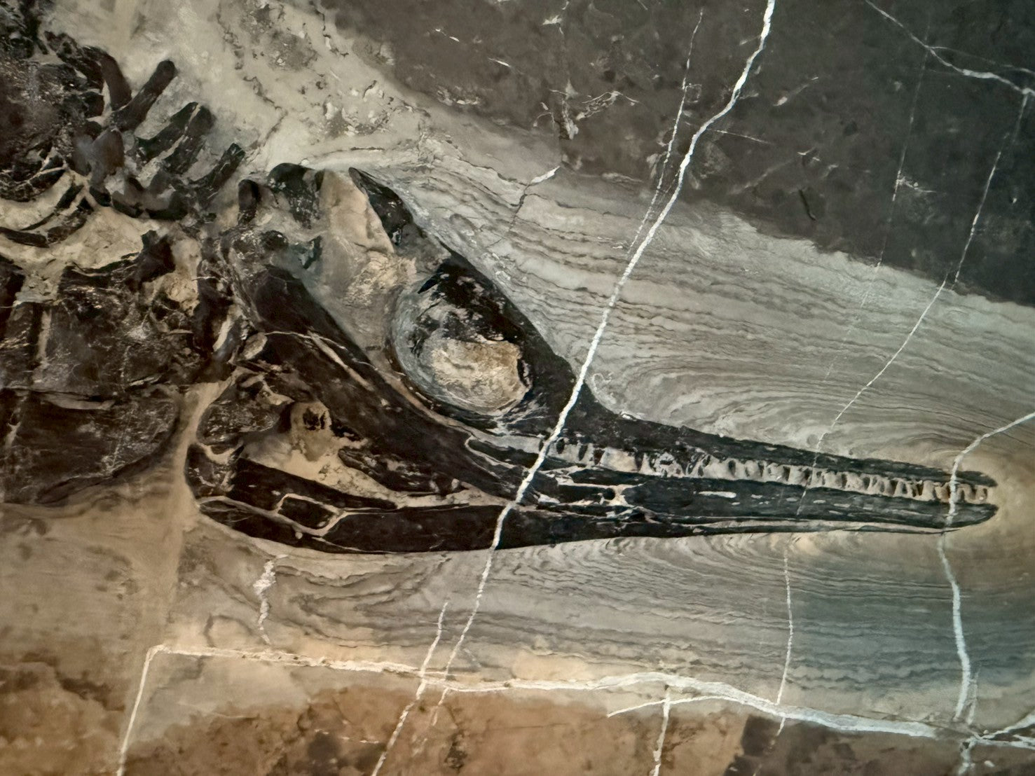 124CM - Mixosaurus Fossil | Complete Triassic Marine Reptile