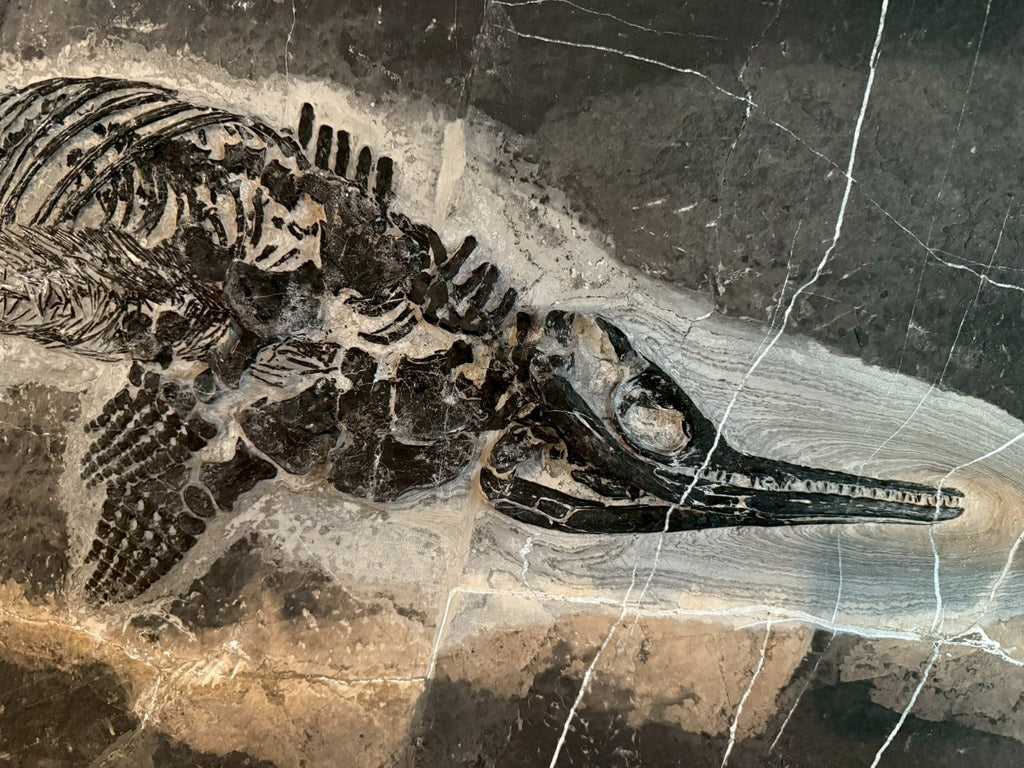124CM - Mixosaurus Fossil | Complete Triassic Marine Reptile