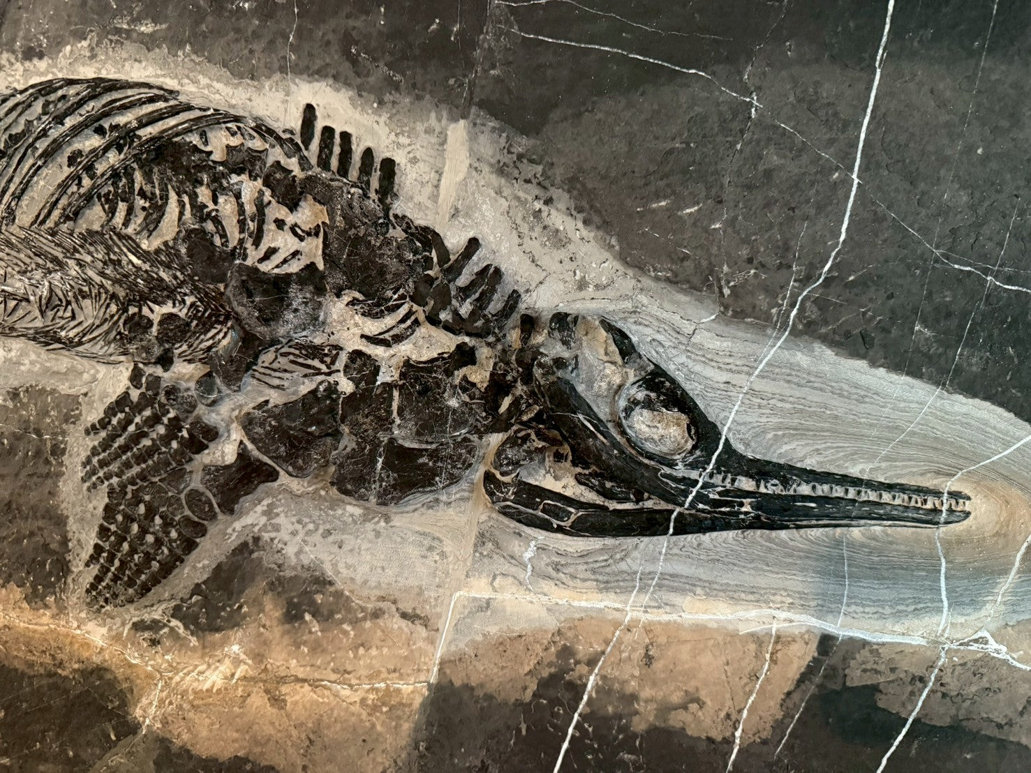 124CM - Mixosaurus Fossil | Complete Triassic Marine Reptile