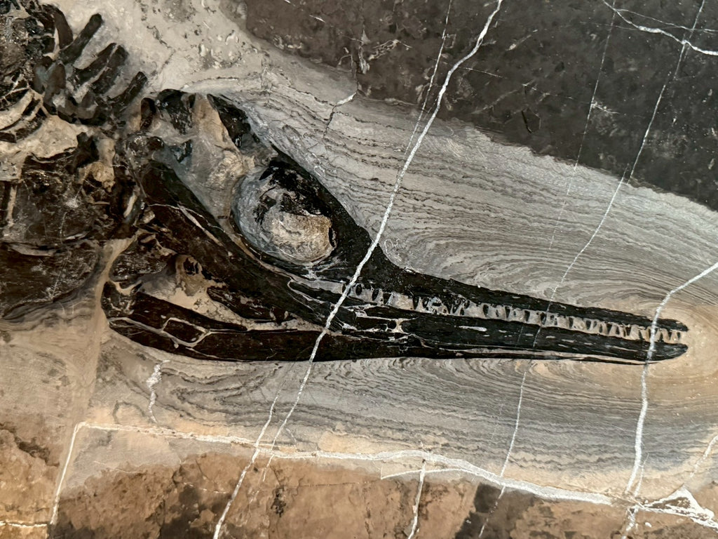 124CM - Mixosaurus Fossil | Complete Triassic Marine Reptile