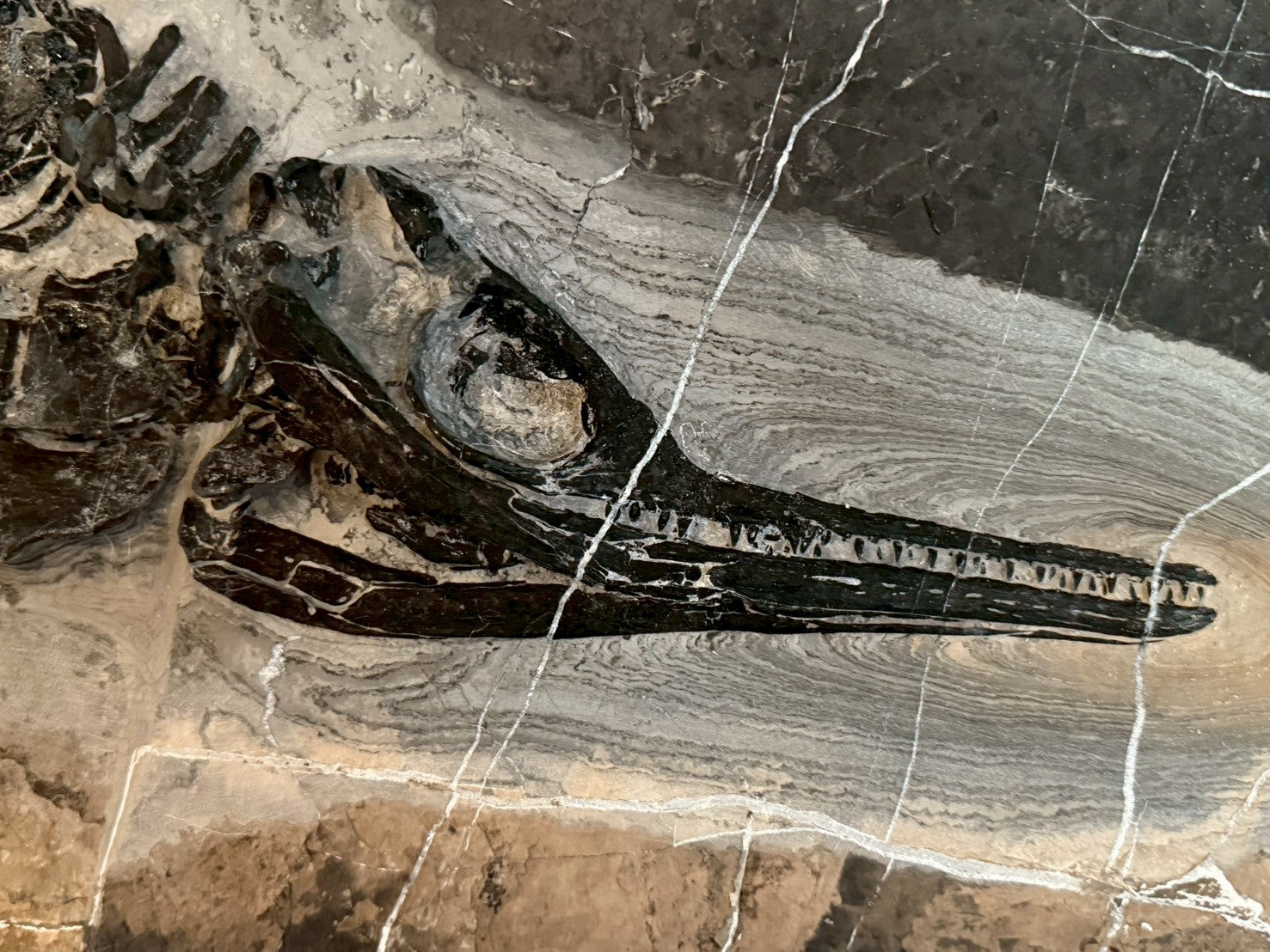 124CM - Mixosaurus Fossil | Complete Triassic Marine Reptile