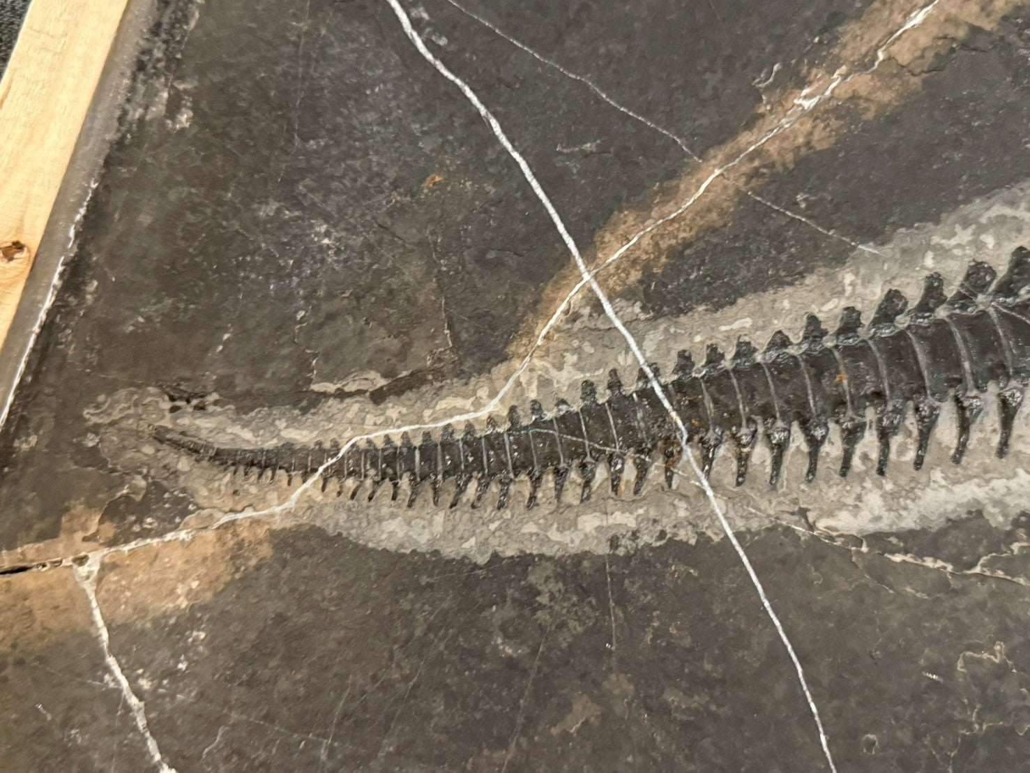 124CM - Mixosaurus Fossil | Complete Triassic Marine Reptile