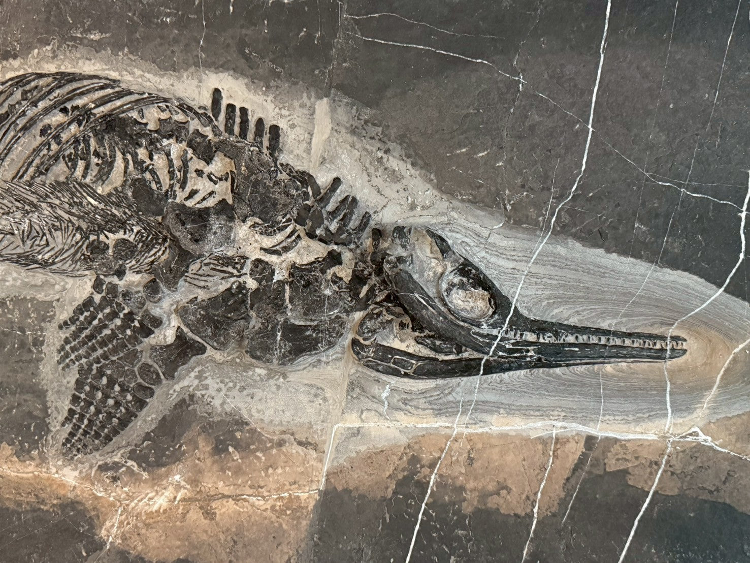 124CM - Mixosaurus Fossil | Complete Triassic Marine Reptile