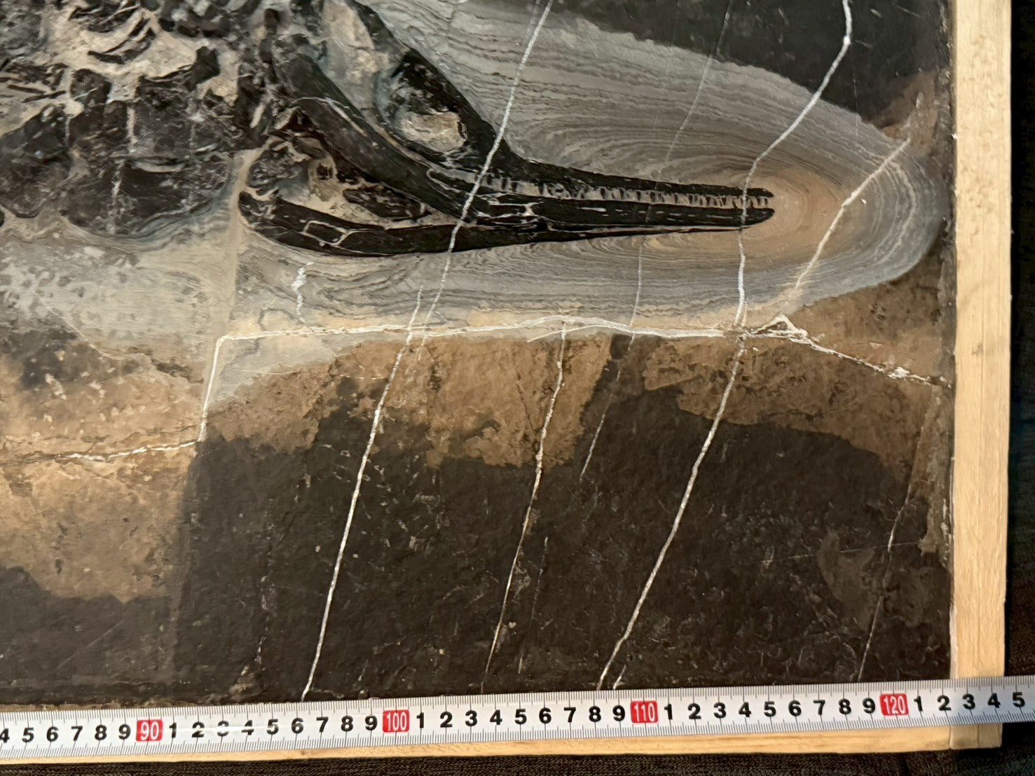 124CM - Mixosaurus Fossil | Complete Triassic Marine Reptile