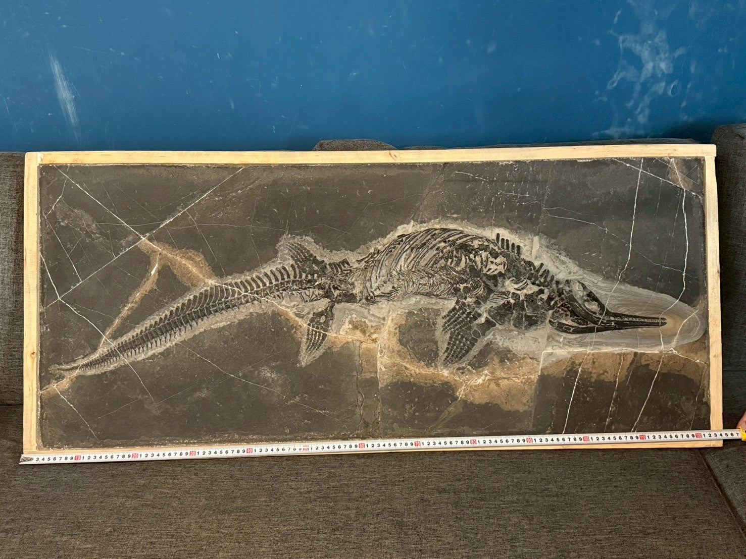 124CM - Mixosaurus Fossil | Complete Triassic Marine Reptile