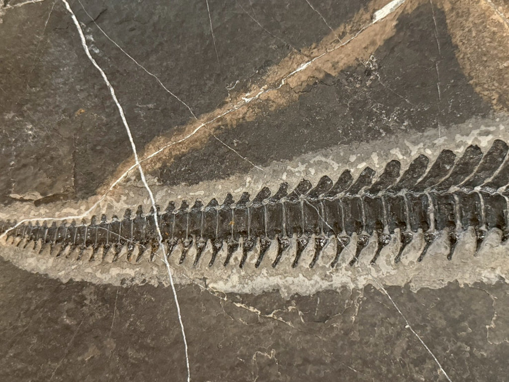 124CM - Mixosaurus Fossil | Complete Triassic Marine Reptile