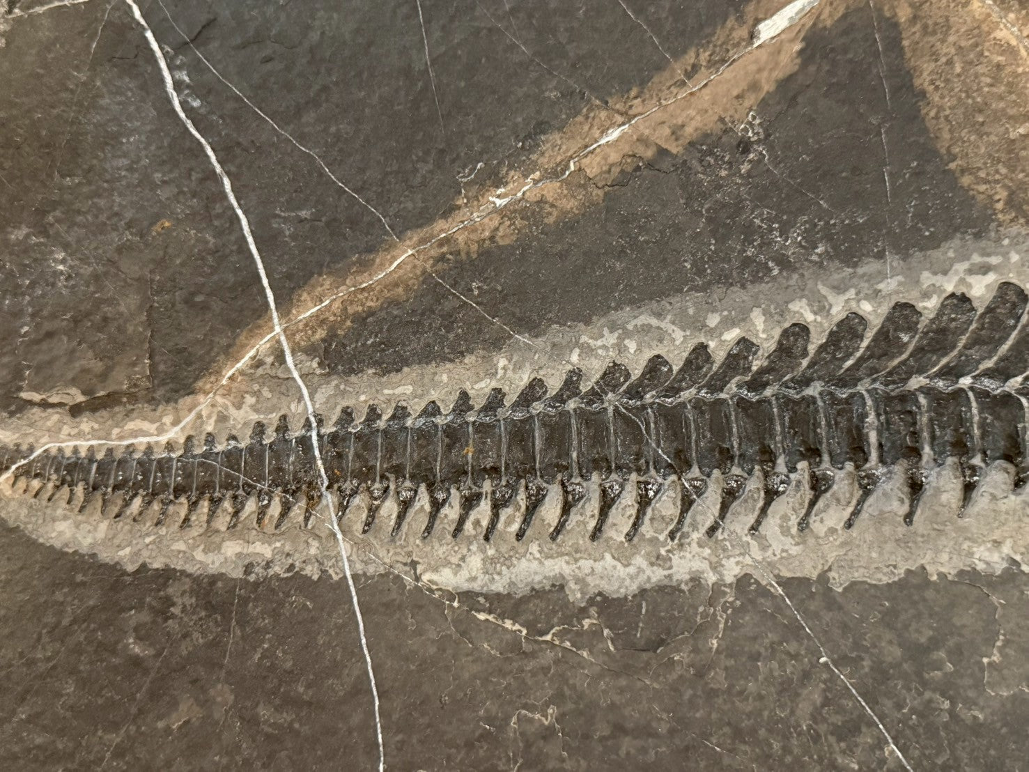 124CM - Mixosaurus Fossil | Complete Triassic Marine Reptile