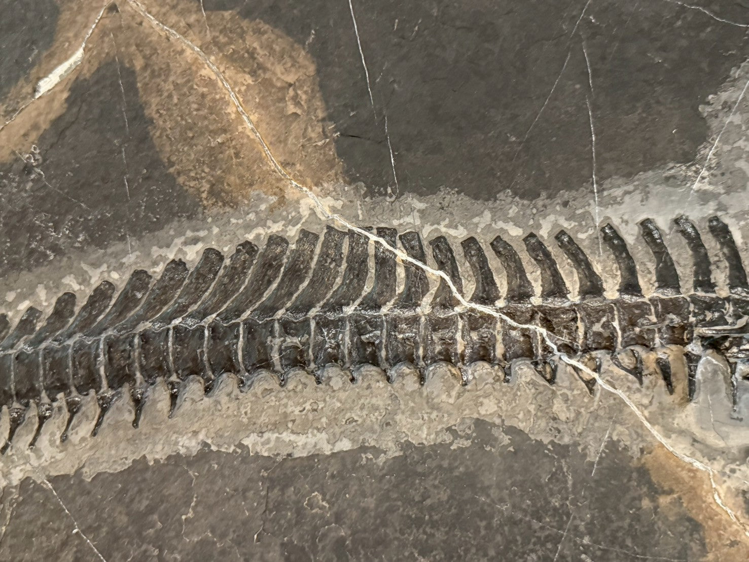 124CM - Mixosaurus Fossil | Complete Triassic Marine Reptile