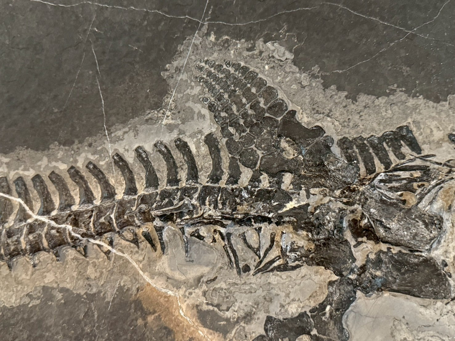 124CM - Mixosaurus Fossil | Complete Triassic Marine Reptile