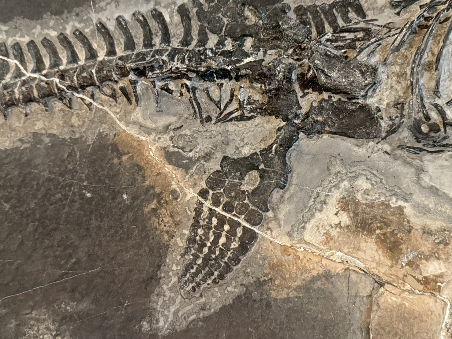 124CM - Mixosaurus Fossil | Complete Triassic Marine Reptile