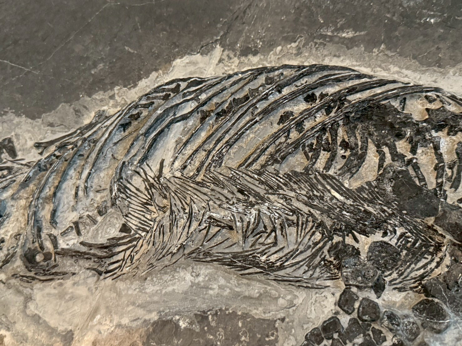 124CM - Mixosaurus Fossil | Complete Triassic Marine Reptile