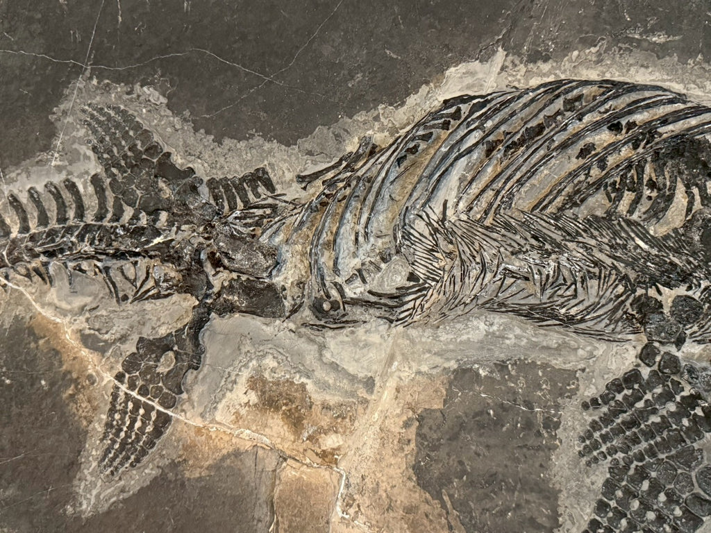 124CM - Mixosaurus Fossil | Complete Triassic Marine Reptile