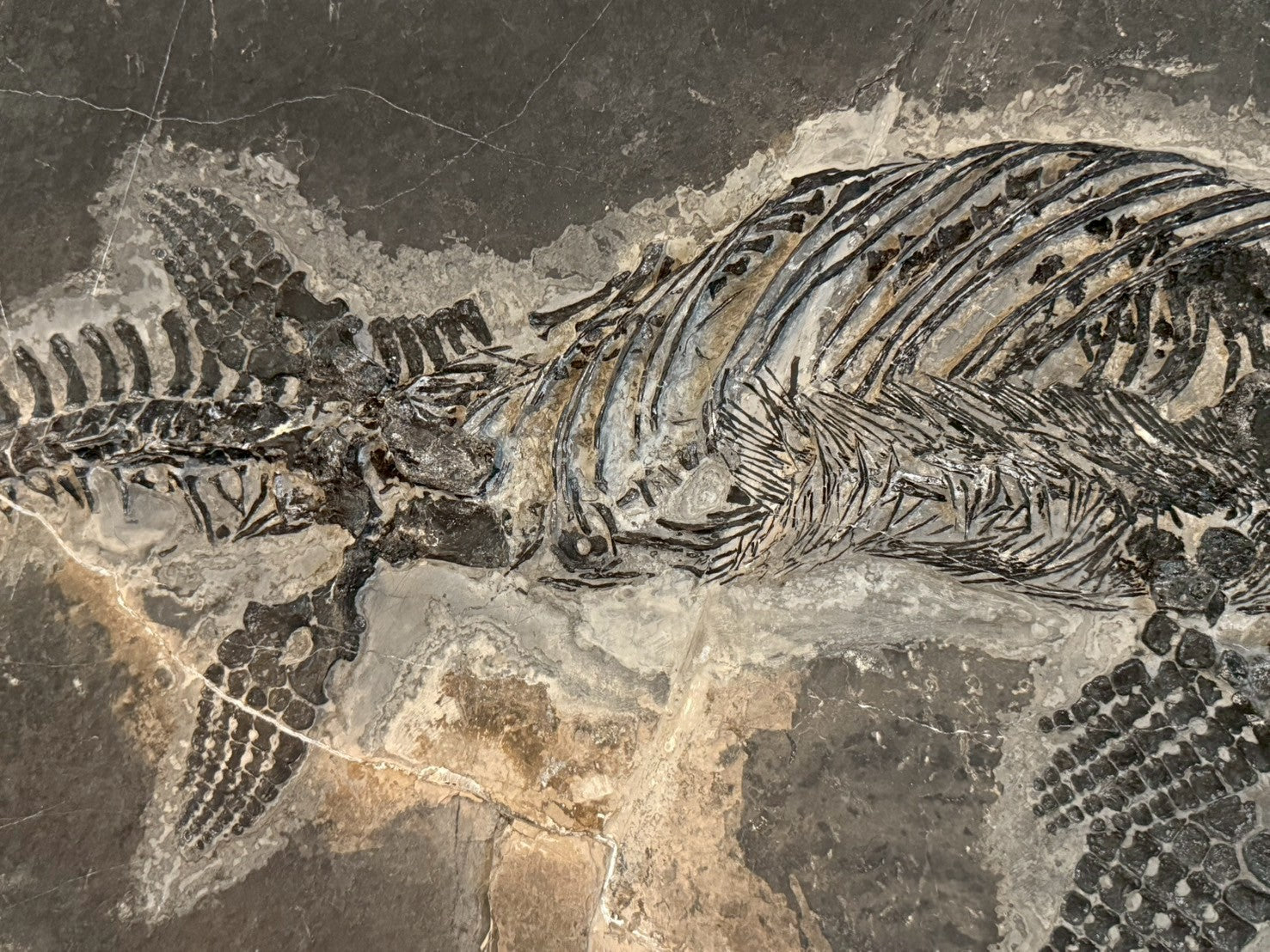 124CM - Mixosaurus Fossil | Complete Triassic Marine Reptile