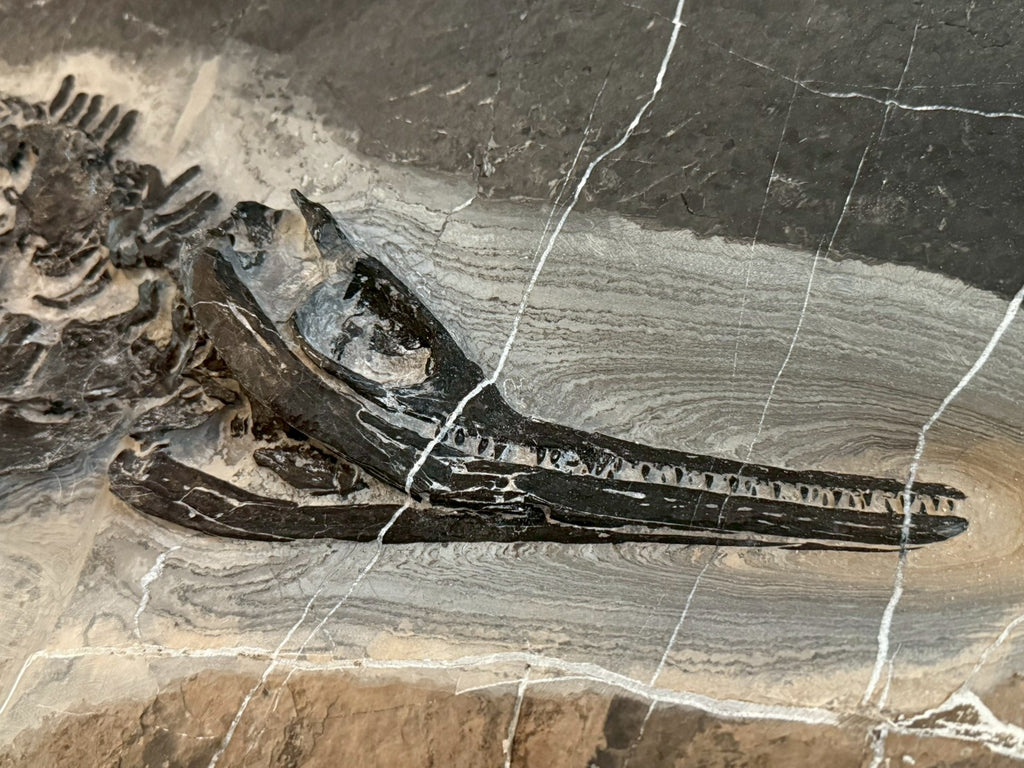 124CM - Mixosaurus Fossil | Complete Triassic Marine Reptile