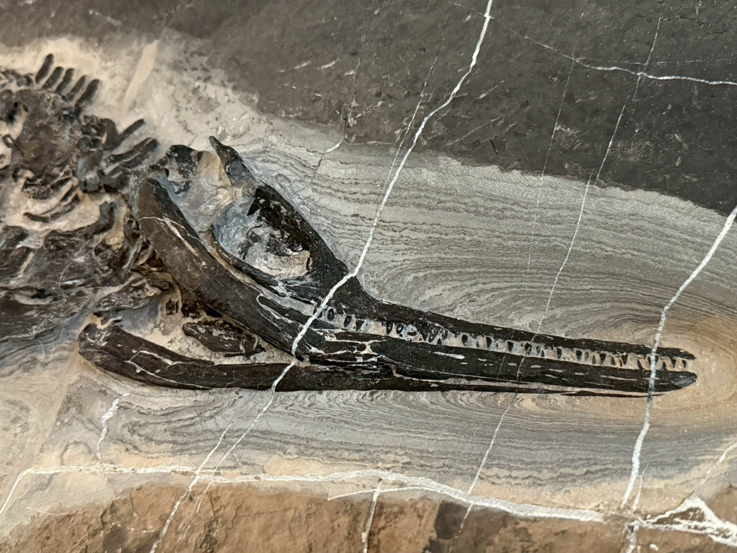 124CM - Mixosaurus Fossil | Complete Triassic Marine Reptile