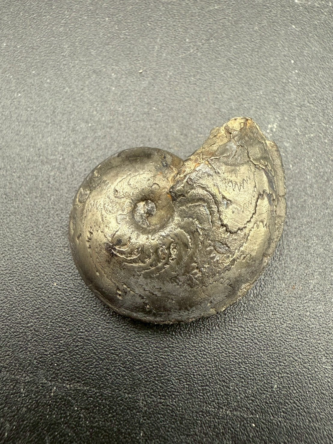 69USD - Pyrite Ammonite Fossil – Jurassic (France)
