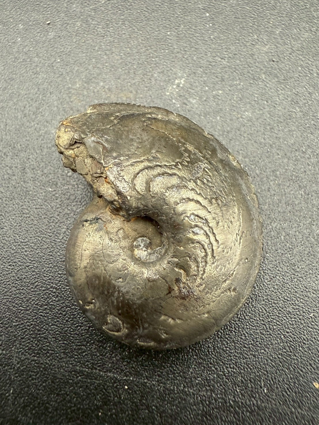 69USD - Pyrite Ammonite Fossil – Jurassic (France)