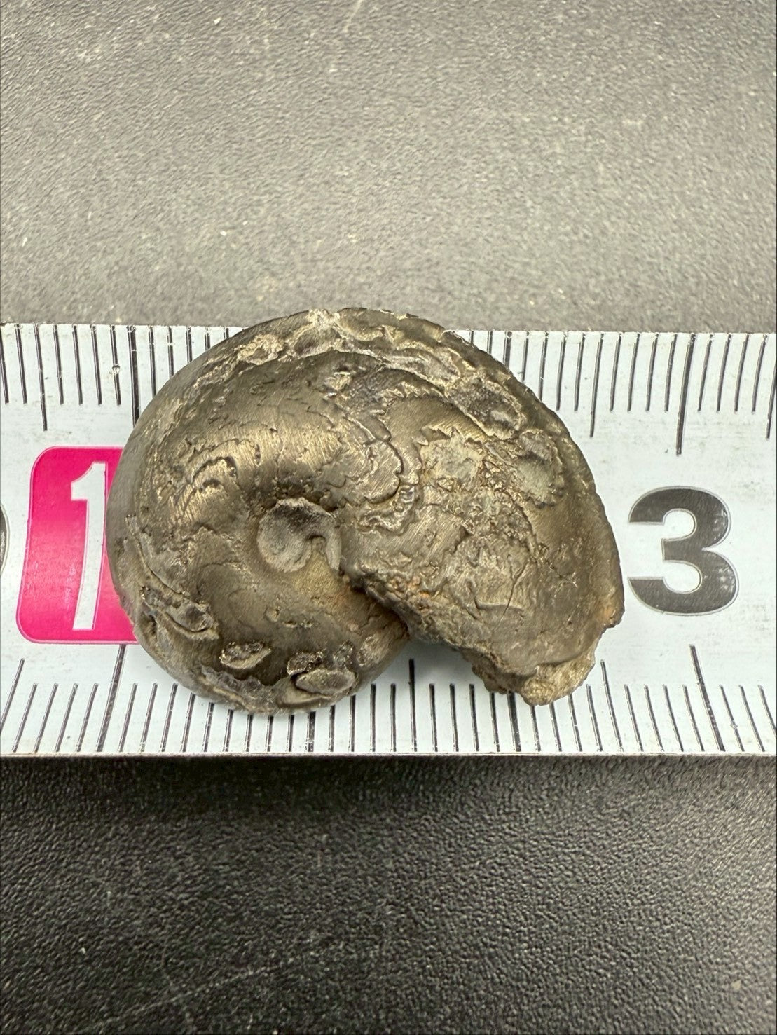 69USD - Pyrite Ammonite Fossil – Jurassic (France)