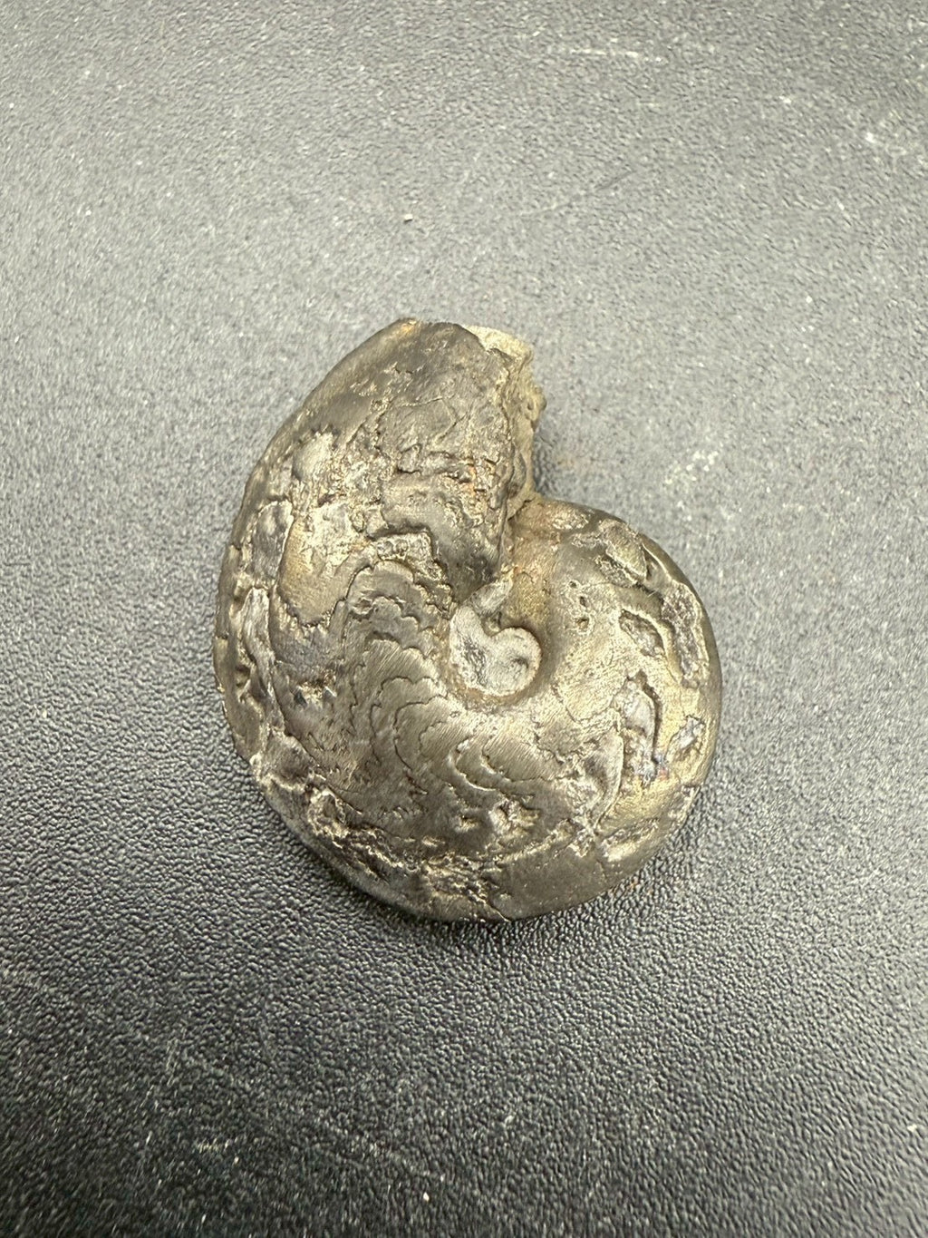 69USD - Pyrite Ammonite Fossil – Jurassic (France)
