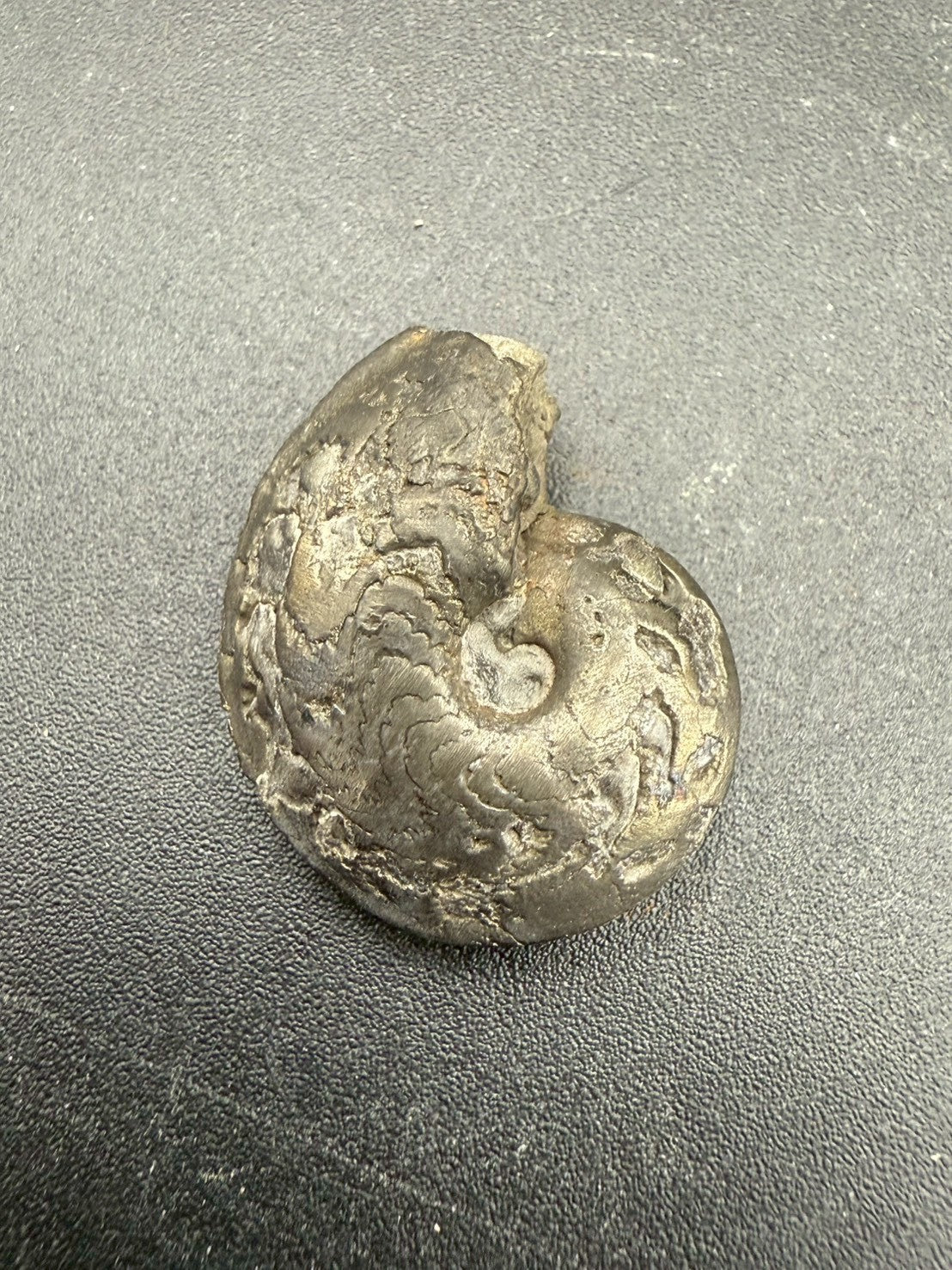 69USD - Pyrite Ammonite Fossil – Jurassic (France)