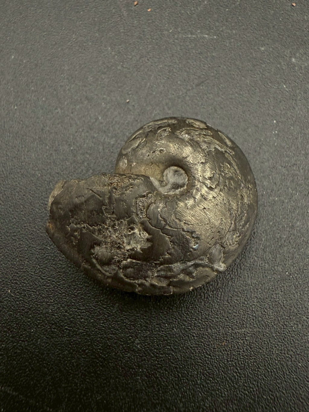 69USD - Pyrite Ammonite Fossil – Jurassic (France)