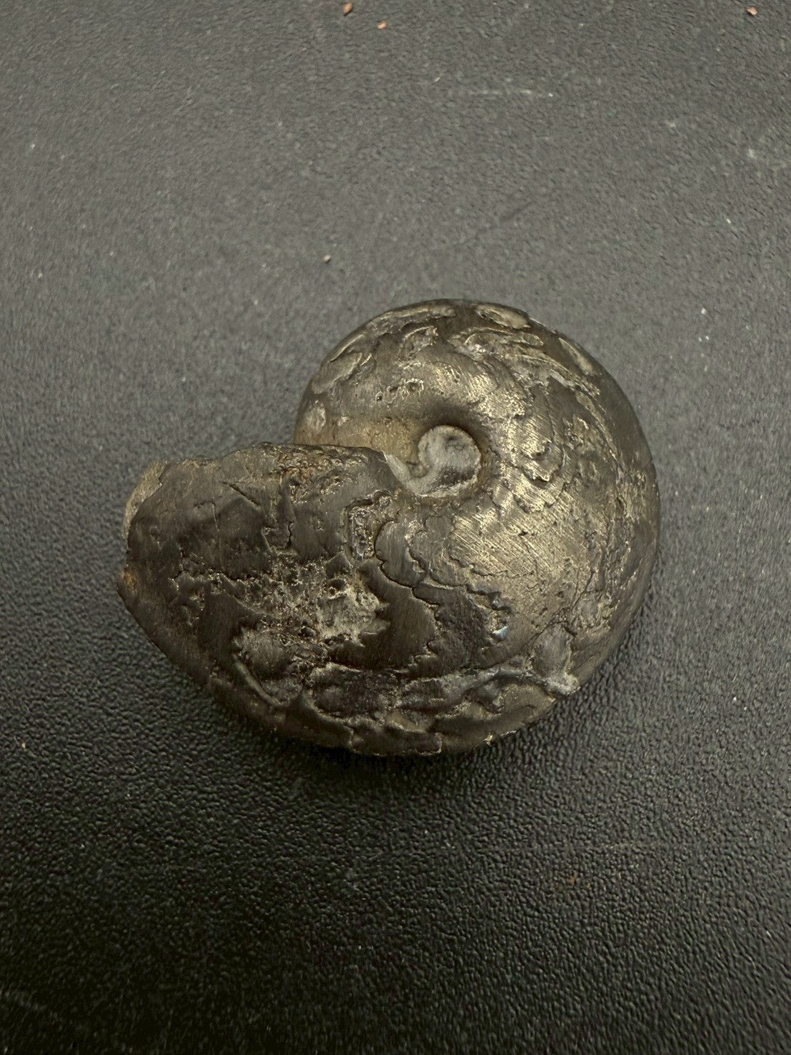 69USD - Pyrite Ammonite Fossil – Jurassic (France)