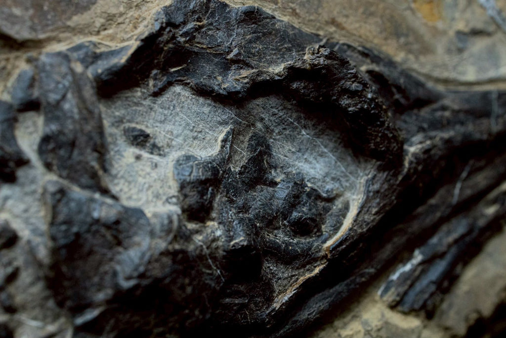 30 CM - Mixosaurus Skull Fossil | Triassic Marine Reptile (Head Section)