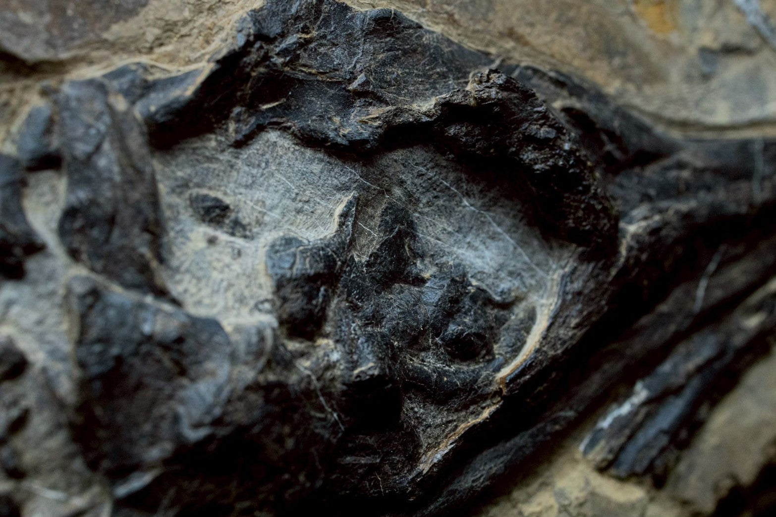30 CM - Mixosaurus Skull Fossil | Triassic Marine Reptile (Head Section)