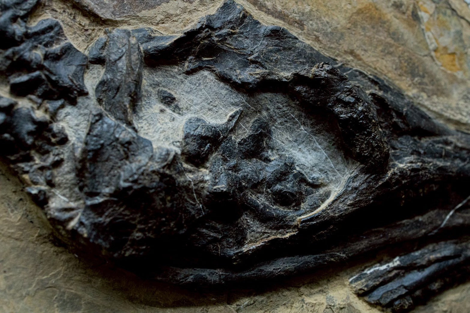 30 CM - Mixosaurus Skull Fossil | Triassic Marine Reptile (Head Section)