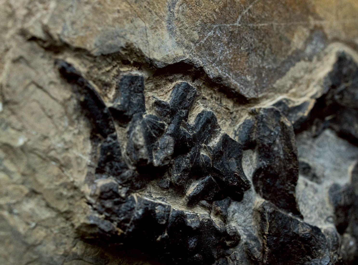 30 CM - Mixosaurus Skull Fossil | Triassic Marine Reptile (Head Section)