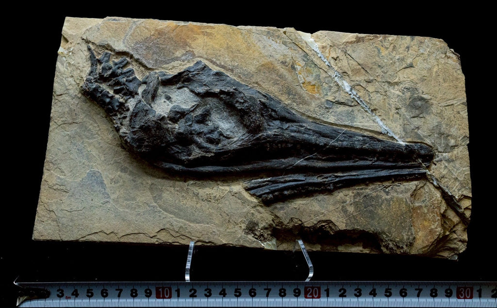 30 CM - Mixosaurus Skull Fossil | Triassic Marine Reptile (Head Section)