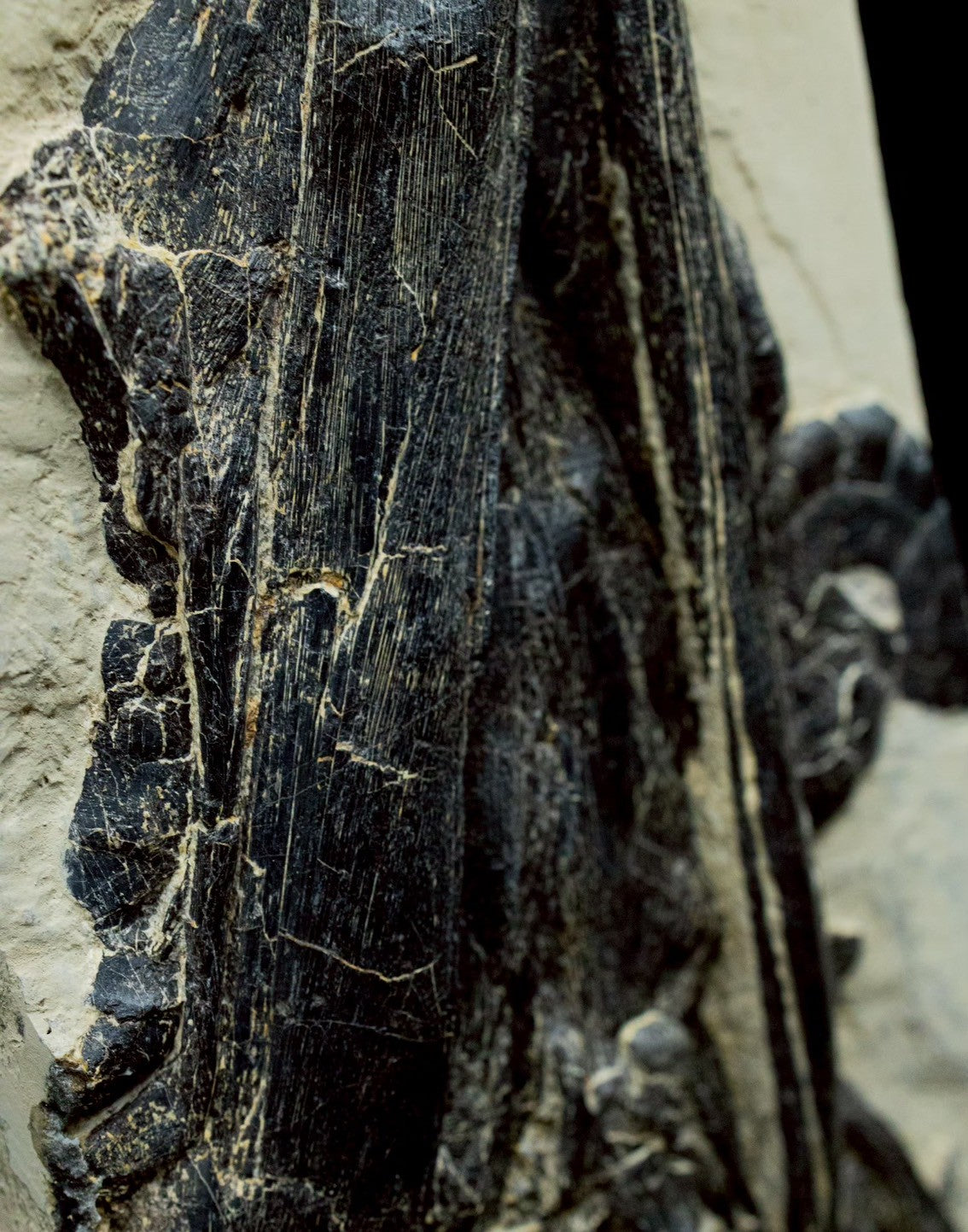 46CM - Mixosaurus Fossil Slab | Complete Triassic Ichthyosaur Specimen