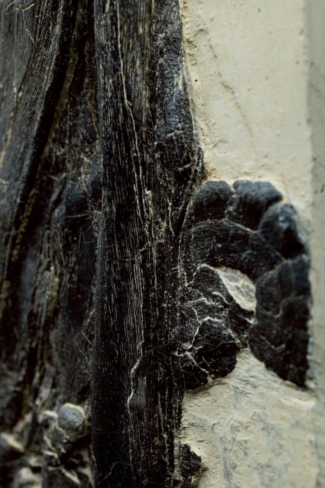 46CM - Mixosaurus Fossil Slab | Complete Triassic Ichthyosaur Specimen