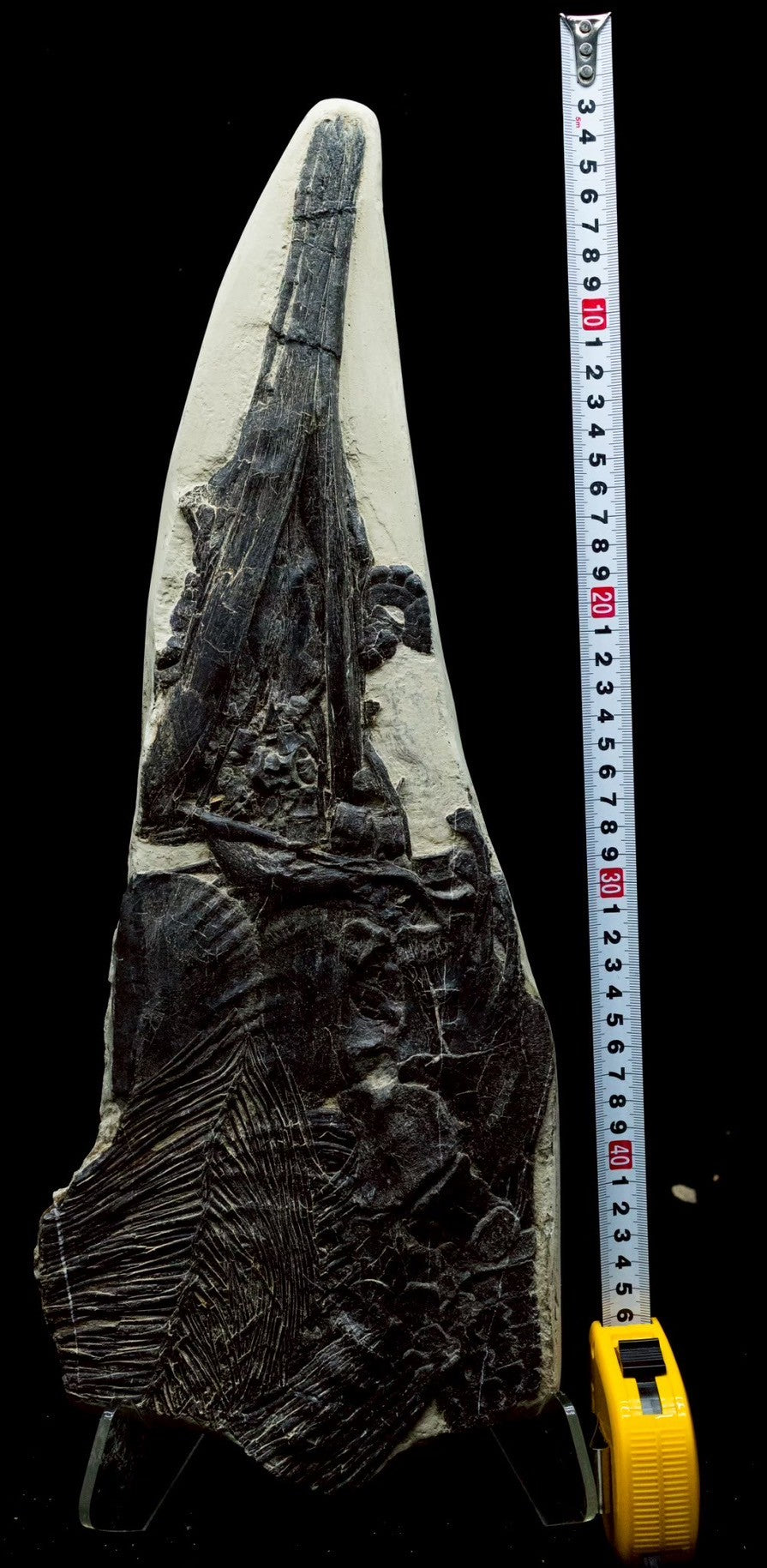 46CM - Mixosaurus Fossil Slab | Complete Triassic Ichthyosaur Specimen