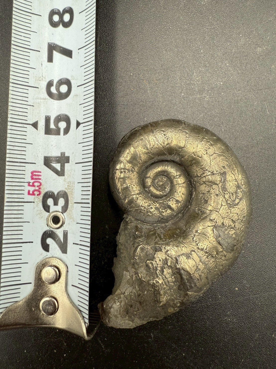 119USD - Pyrite Ammonite Fossil – Jurassic (Germany)