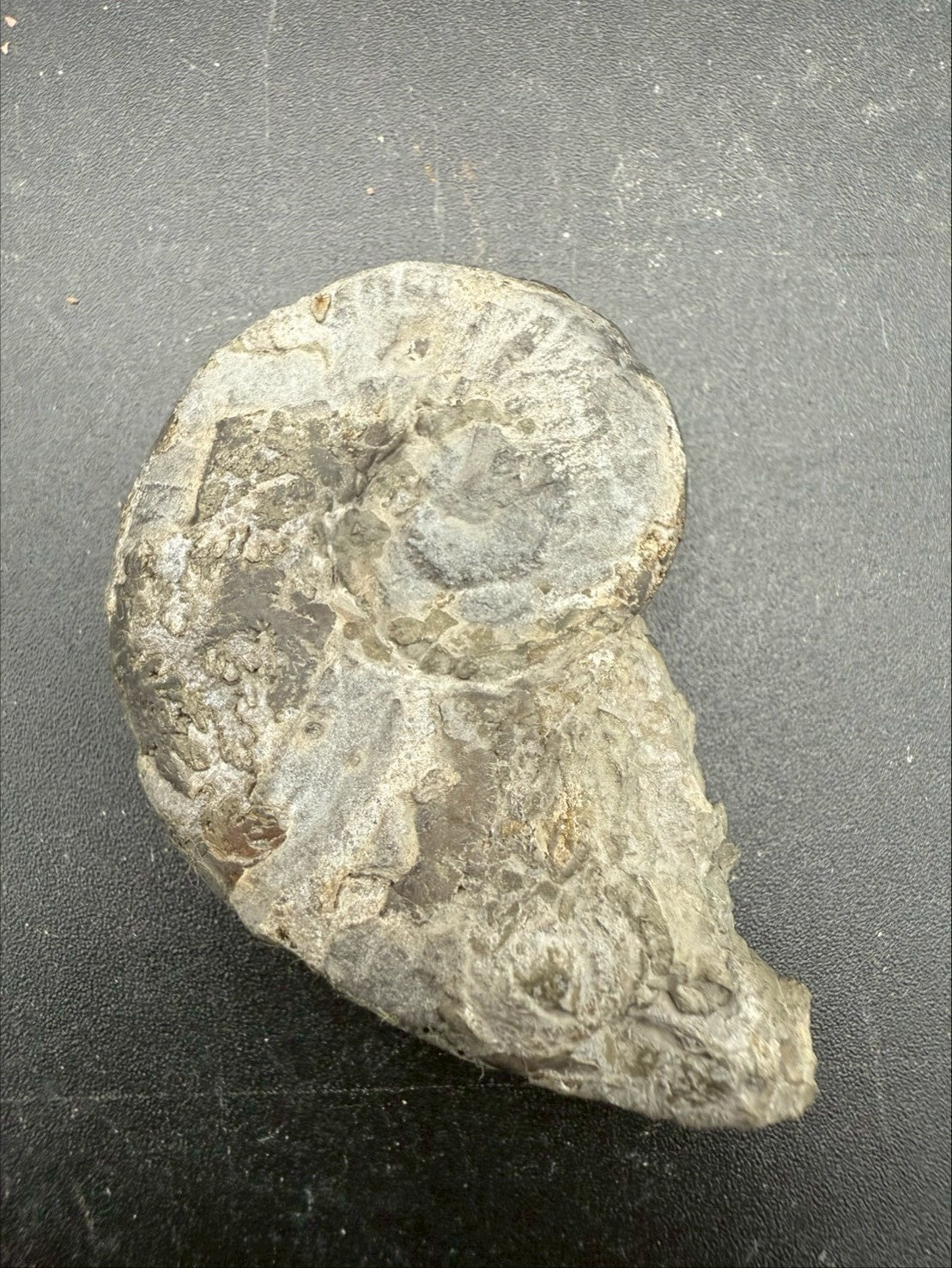 119USD - Pyrite Ammonite Fossil – Jurassic (Germany)