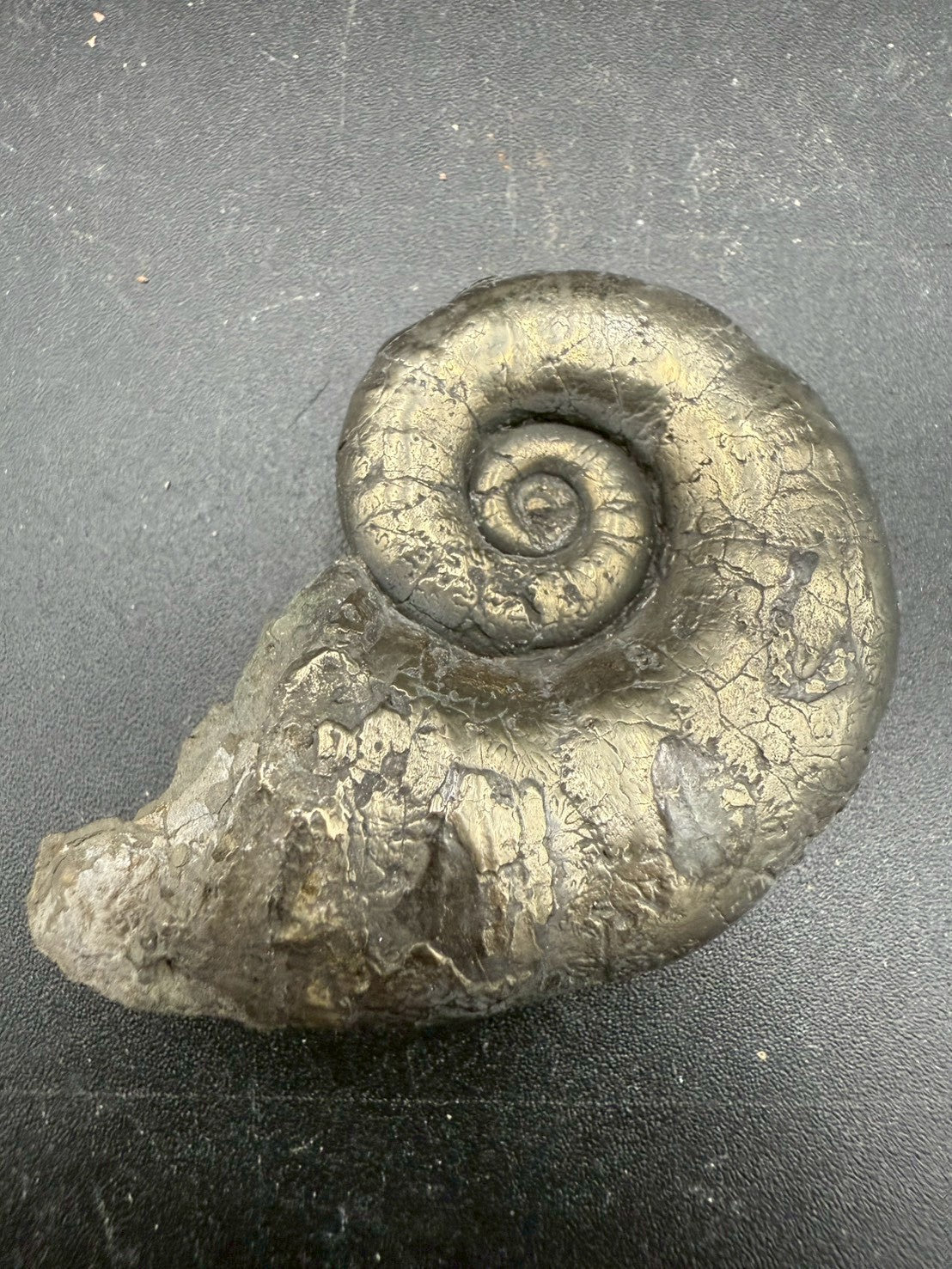 119USD - Pyrite Ammonite Fossil – Jurassic (Germany)