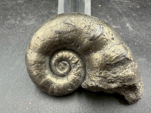 119USD - Pyrite Ammonite Fossil – Jurassic (Germany)