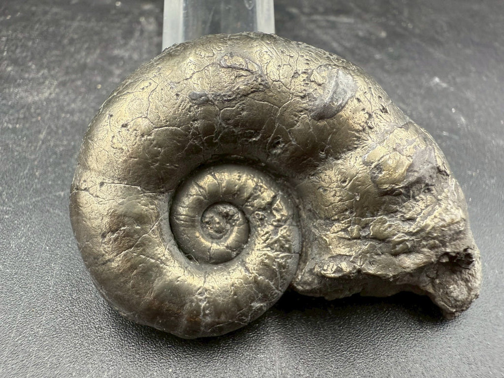 119USD - Pyrite Ammonite Fossil – Jurassic (Germany)